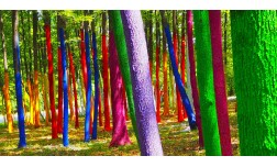 EXCURSIE DE 1 ZI - HOREZU – CASTELUL VRAJITOARELOR – CASUTA RASTURNATA – PADUREA COLORATA